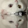 迷途喵~8964 的头像