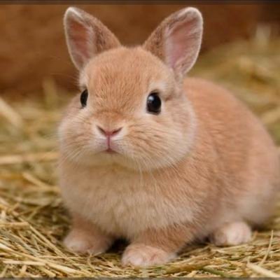 flipdomo_squad's profile picture