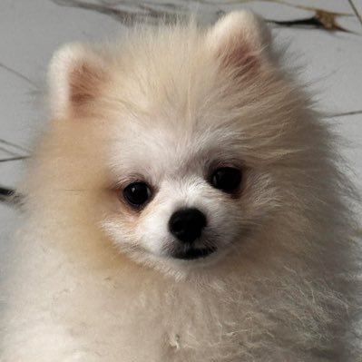Anita Gomez's profile picture