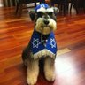 shalomdog 的头像