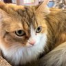 実験中のじゅんさん 的头像