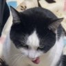 さばかん profil fotoğrafı