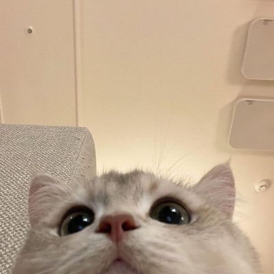 葵井かのん's profile picture