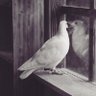 𝓦𝓪𝓯𝓪𝓪🕊️'s profile picture