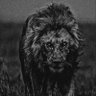 Djordje Stosic's profile picture