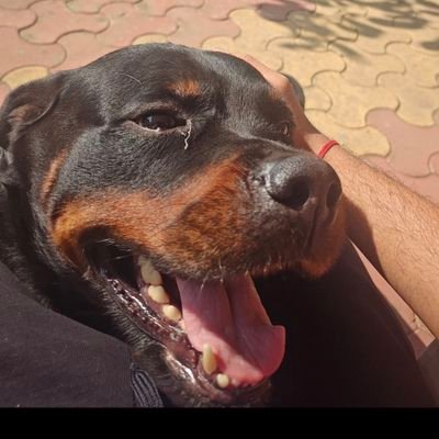 GrindDead's profile picture