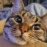 MYCATISVERYCOOL's profile picture