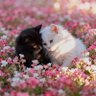 猫猫1113587 的头像