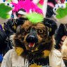 Profilbild von Sparky the Detroit Doggo