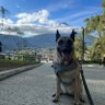 dsmr profil fotoğrafı