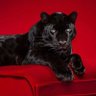 منطق 🐆🇸🇦 profil fotoğrafı