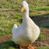 Augustus Duck profil fotoğrafı