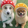 パーキンス軍曹(ユーザー名変えました） profil fotoğrafı