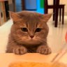 Фото профиля Cat Posts