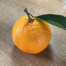 noburingorange 的头像