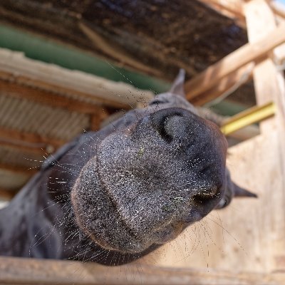 Umao_Horsephoto's profile picture