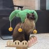 MeowInNY 的头像