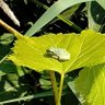 Tiny Frog on A Leaf 的头像
