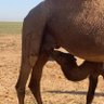 Фото профиля مقرن العنزي