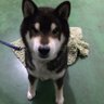 Profilbild von 三木犬
