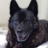 MAKI🐕️🐈️ profil fotoğrafı