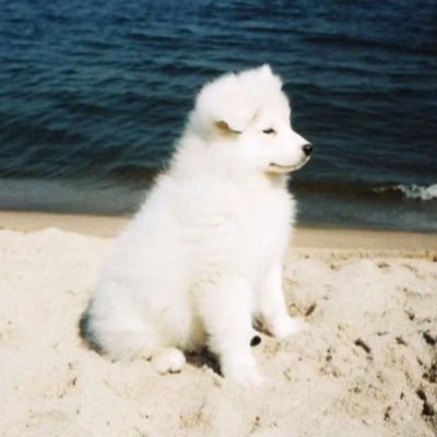 bbom_b_bom's profile picture