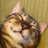 Profilbild von BOSS