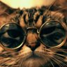 胖猫 profil fotoğrafı