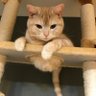 海トマト profil fotoğrafı