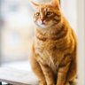 Jide JR profil fotoğrafı