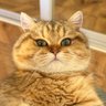 CQ Chen's profile picture
