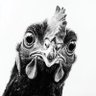 Profilbild von Jody