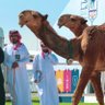 Фото профиля علي المري