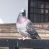 Profilbild von お白洲の鳩🕊️