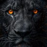 BOSS_666 profil fotoğrafı