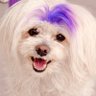 Humor Humor's profile picture