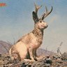 deerdude profil fotoğrafı