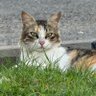 Buddies 🇵🇰 profil fotoğrafı