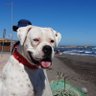 MANUEL HERMOSILLA's profile picture