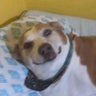 Quste's profile picture