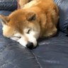 Фото профиля ゲンちゃん