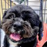 マスメン🐶's profile picture