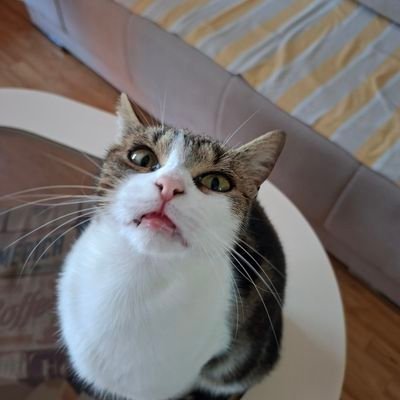 mizto's profile picture