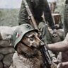 racist dog 的头像
