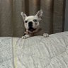 Фото профиля Isaac🐕