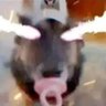 fernthespore's profile picture