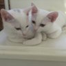 ねこいろ日記 的头像