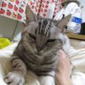 さしみ profil fotoğrafı