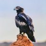 Фото профиля Timbog