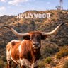 Фото профиля Texas Born / SoCal Livin’ 🤘🏽